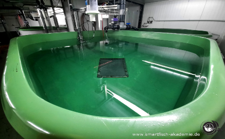 Ein moderner Fischtank zur Aquakultur in Aquaponikanlagen